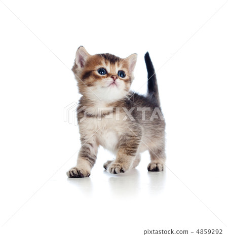 baby cat one month old baby cat one month old 4859292