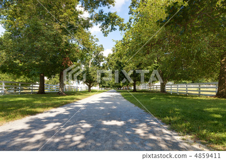 Tree Linded Alley Tree Linded Alley 4859411