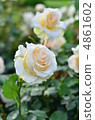 Rose Cream Delight 4861602