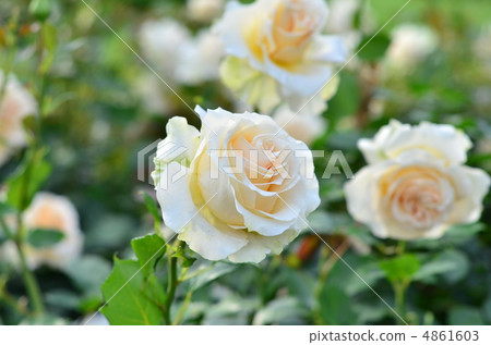Rose Cream Delight Rose Cream Delight 4861603