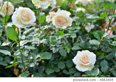 Rose Cream Delight 4861604