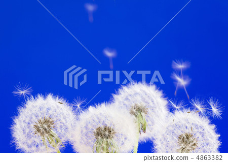 Dandelions 4863382