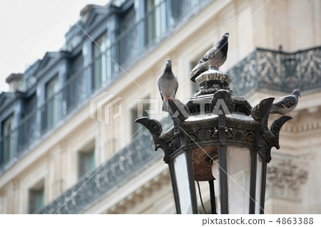 Pigeons in Paris Pigeons in Paris 4863388