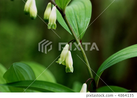 Amadokoro Amadokoro 4864135