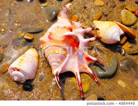 shells shells 4864449