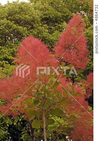 Smoke tree Smoke tree 4864732