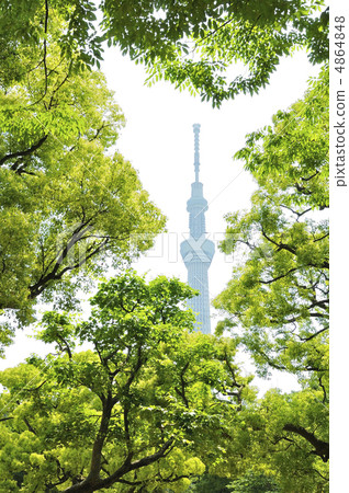 公園和樹 4864848