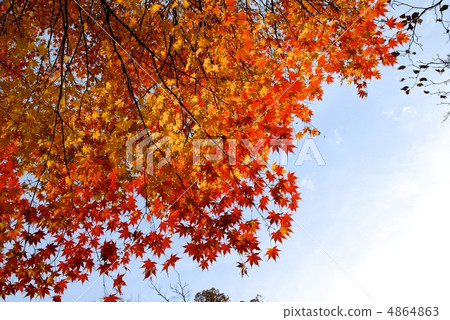 秋天的樹葉 4864863
