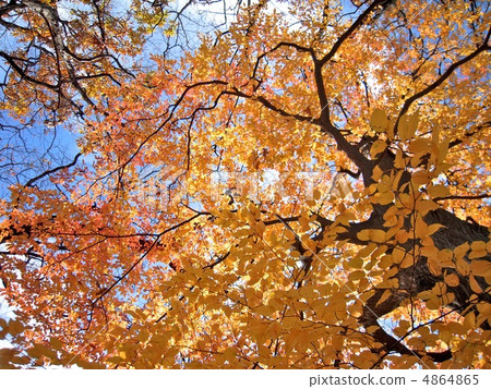 秋天的樹葉 秋天的樹葉 4864865