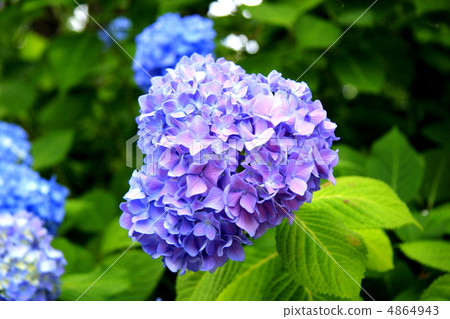 繡球 繡球 4864943