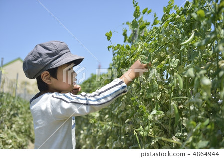 食品教育 4864944