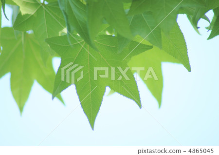 Momiji buffalo leaves Momiji buffalo leaves 4865045