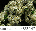  White flower 4865147