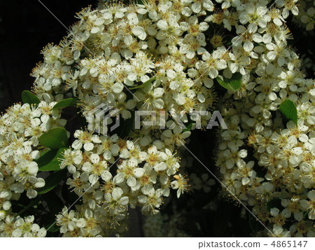 White flower White flower 4865147