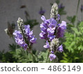 lavender 4865149