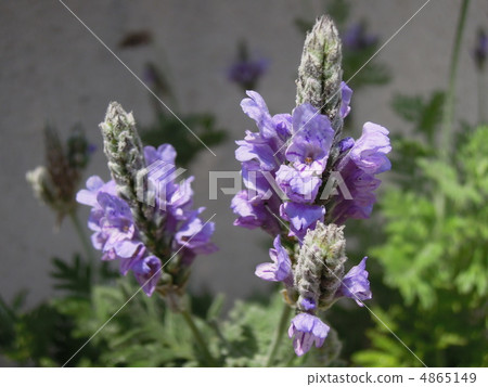 lavender lavender 4865149