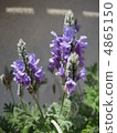 lavender 4865150