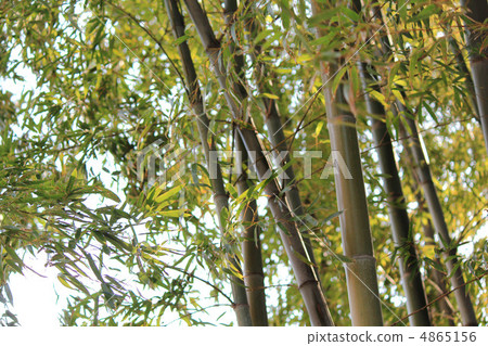  Bamboo grove 4865156