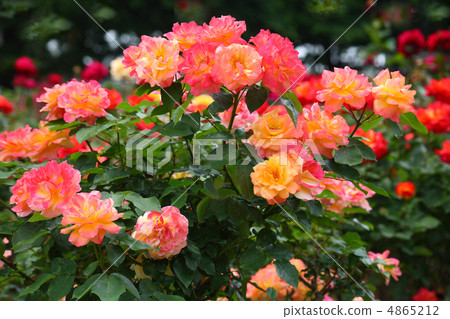 Memories of Rose Anne Memories of Rose Anne 4865212
