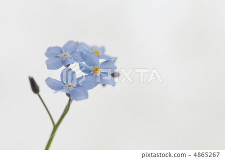 Wasenagusa留言卡 4865267