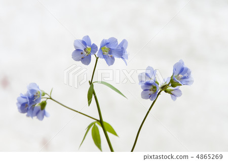 Hanashinobu的留言卡 4865269