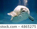 White dolphin 4865275
