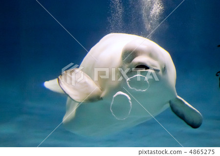 White dolphin White dolphin 4865275