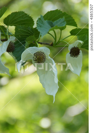 Handkerchief tree 4865307