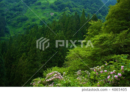 Fresh green in satoyama 4865405