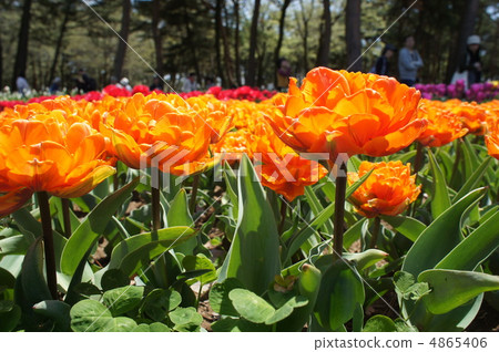 鬱金香橙色公主 4865406