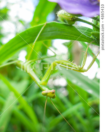 螳螂材料 4865410