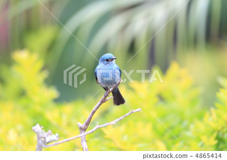 好戲鶲 好戲鶲 4865414