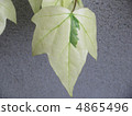 Ivy leaves 4865496