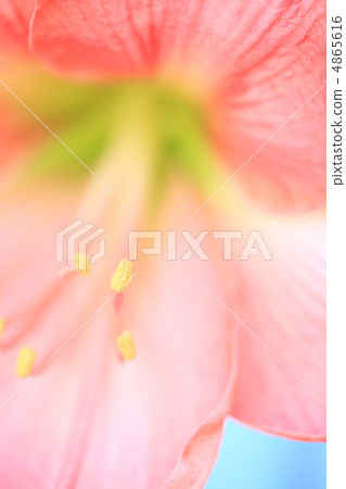 阿瑪麗利斯 4865616