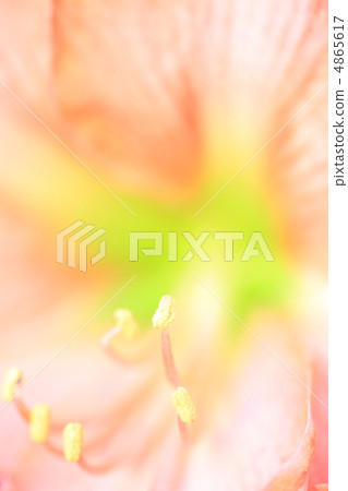 阿瑪麗利斯 4865617