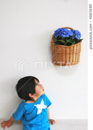 Hydrangea and boy 4865690