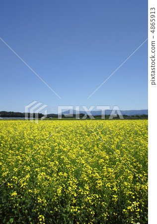 Princess Godama and Rapeseed field 4865913