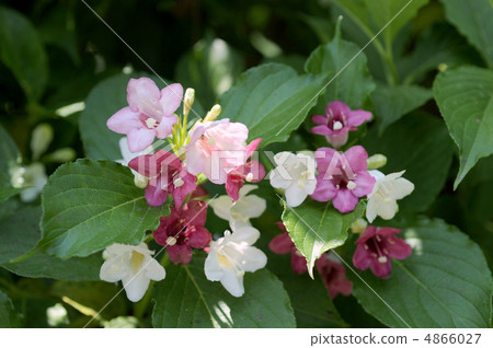 Hakone Saki Hakone Saki 4866027