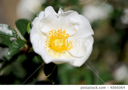 白花花 4866064