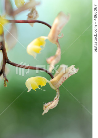 Gonggola·Kinkenelbis 4866067