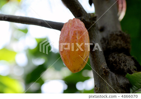 Cacao fruit 4866070