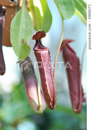 Ugubon Kuzura Ugubon Kuzura 4866071