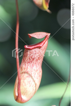 Ugubon Kuzura 4866072