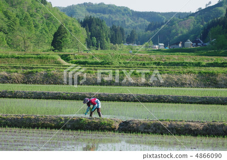 Rice planting 4866090