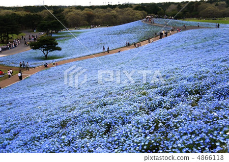 Nemophila bird's-eye view 4866118