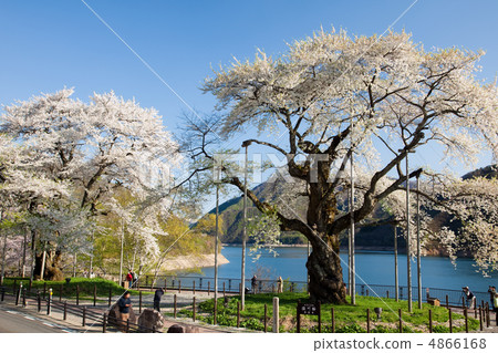 Shosokawa cherry tree ② 4866168