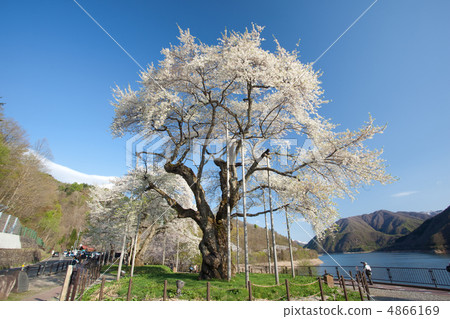 Shosokawa cherry tree ③ 4866169