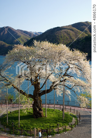 Shosokawa Sakura ④ 4866170