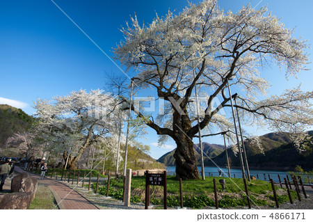 Shosokawa cherry tree ⑤ 4866171