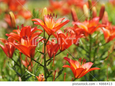 莉莉公園@紅色 4866413